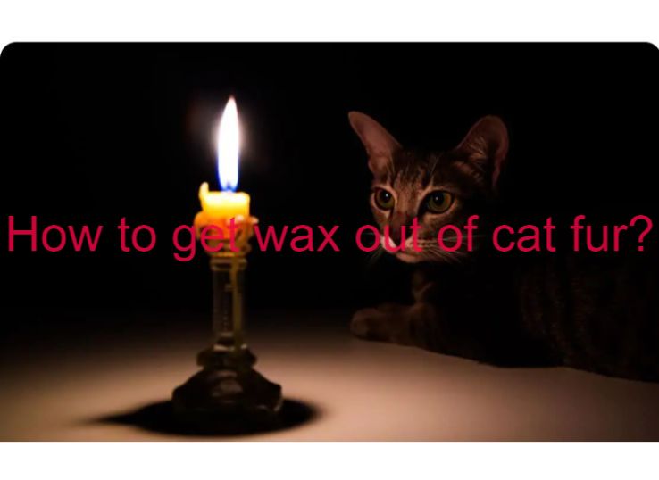 how to get wax out of cat fur