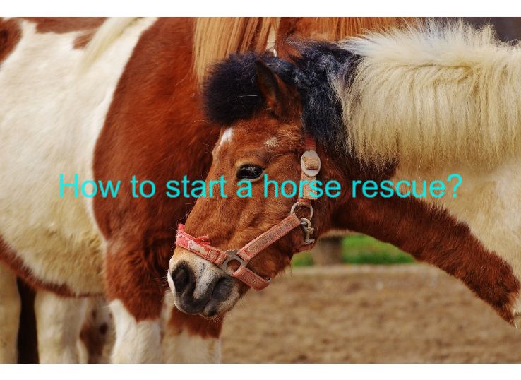 How to Start a Horse Rescue? 7 Simple Steps
