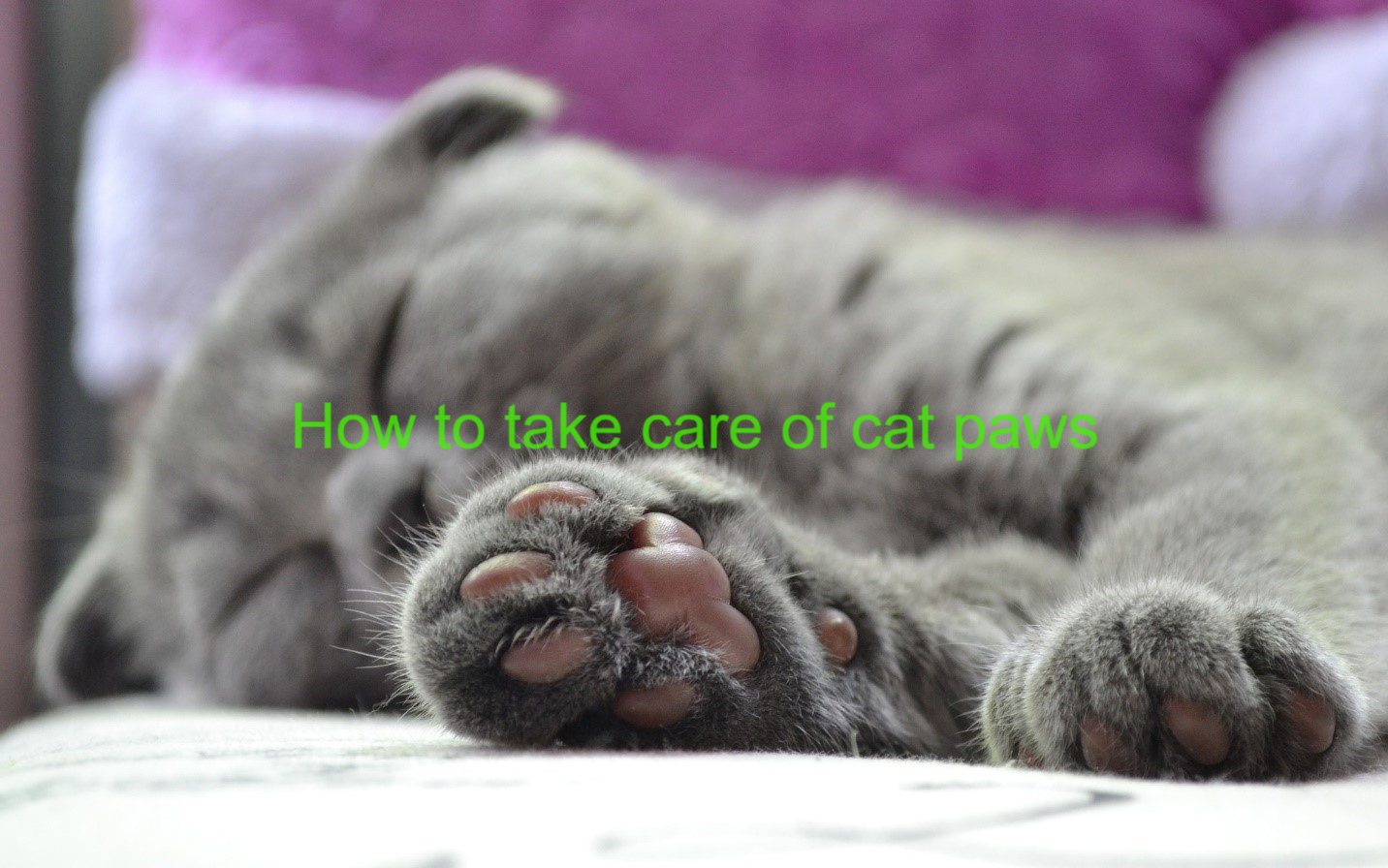how to take care of cat paws (1)
