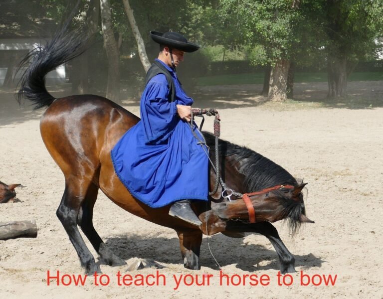How to teach Your horse to Bow: 2 Methods