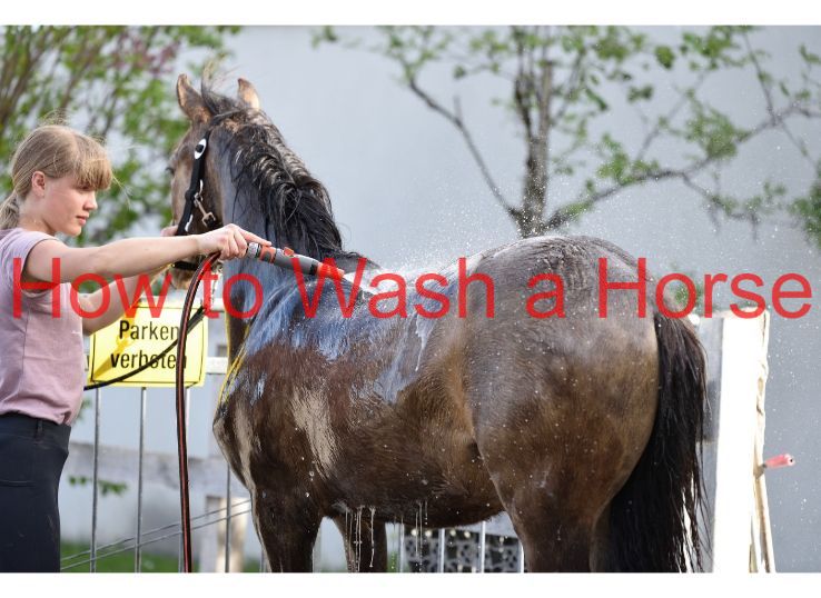 how to wash a horse