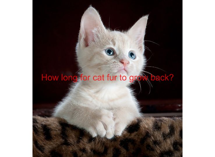 How Long for Cat Fur to Grow Back? Latest Guide in 2024