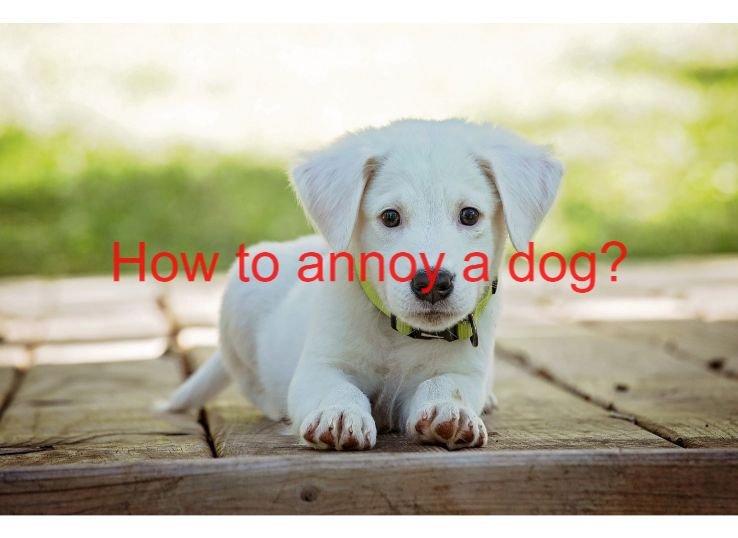how to annoy a dog