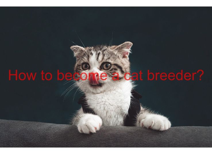 How to Become a Cat Breeder? 10 Things to Go