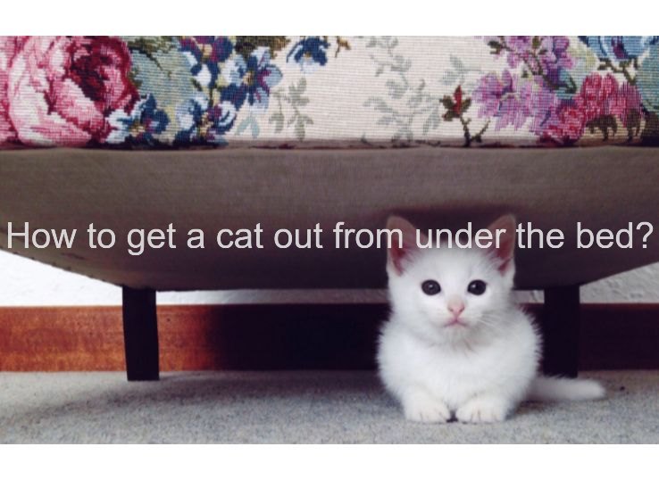 How to Get a Cat Out from Under the Bed? 8 Easy Tips