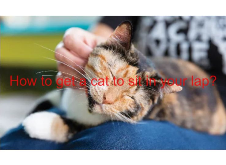 how to get a cat to sit in your lap