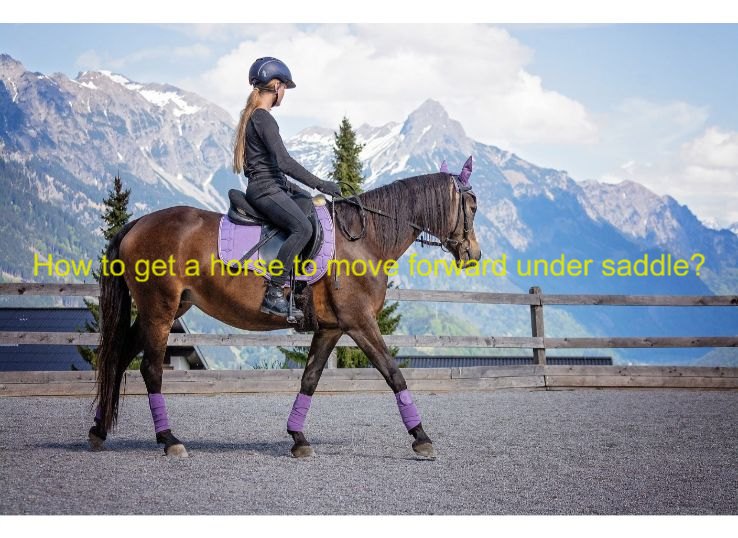 how to get a horse to move forward under sadle