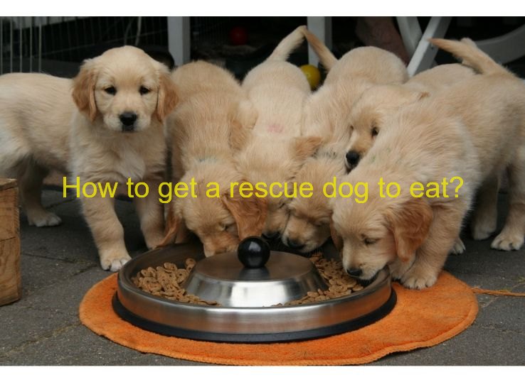 how to get a rescue dog to eat