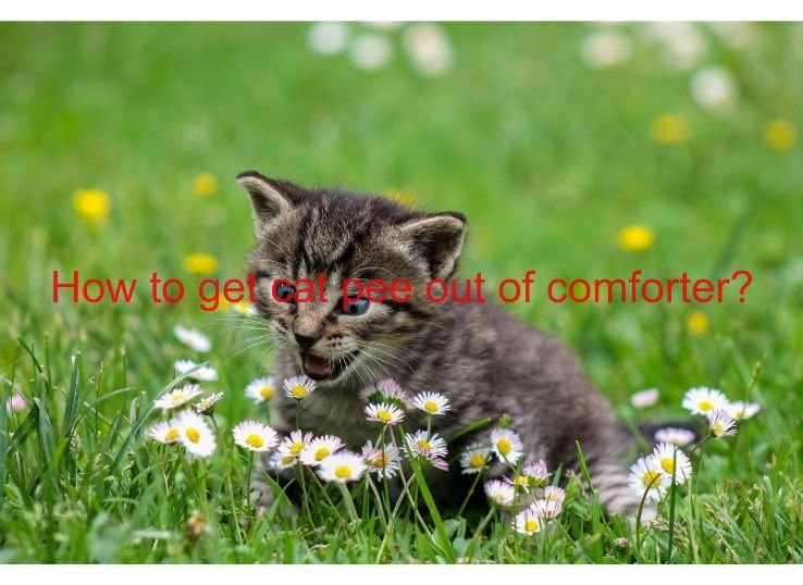 How to Get Cat Pee Out of Comforter? Best Guide of 2022