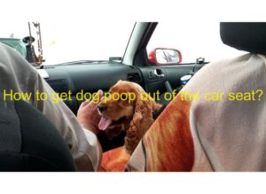 how to get dog poop out of the car seat