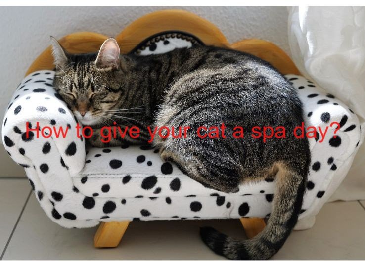 How to Give Your Cat a Spa Day: (New Guide)