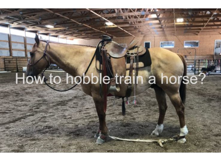 how to hobble train a horse