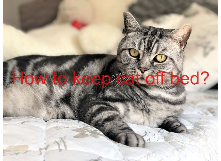how to keep cat off bed
