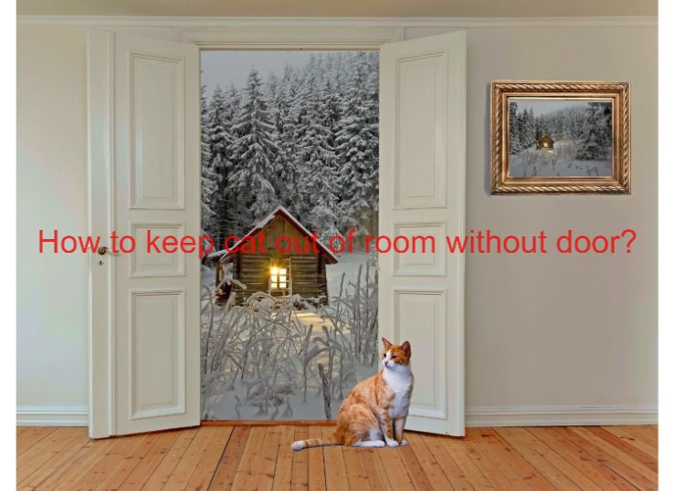 how to keep cat out of room without door