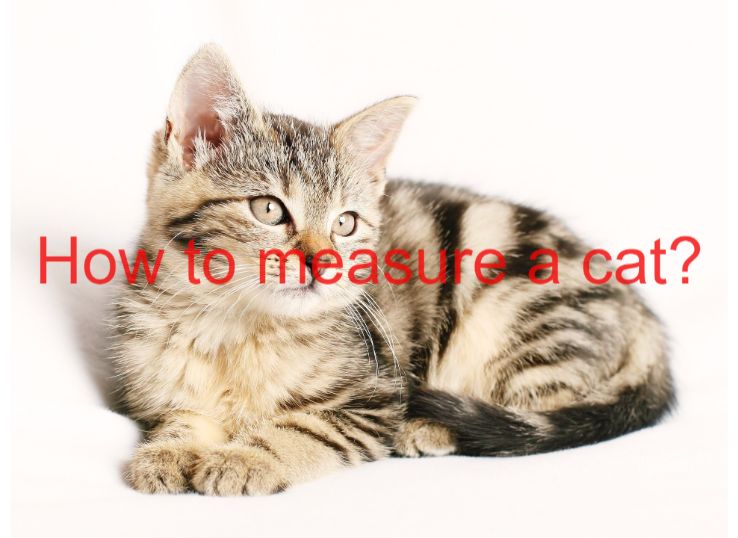 How to Measure a Cat? Latest Guide in 2024