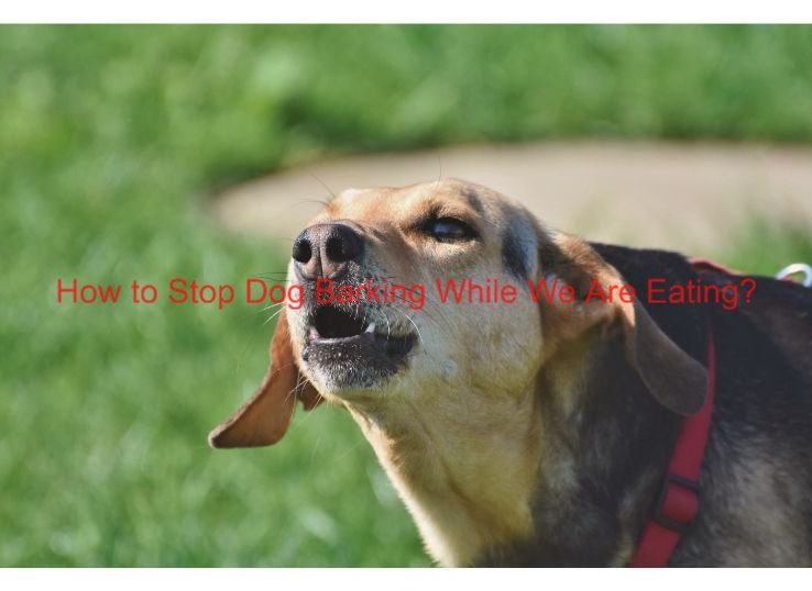 How to Stop Dog Barking While We Are Eating?