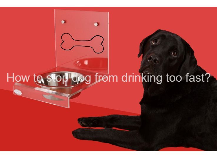 how to stop dog from drinking too fast