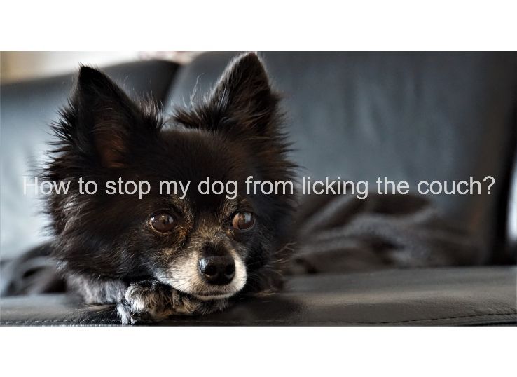 how to stop my dog from licking the couch