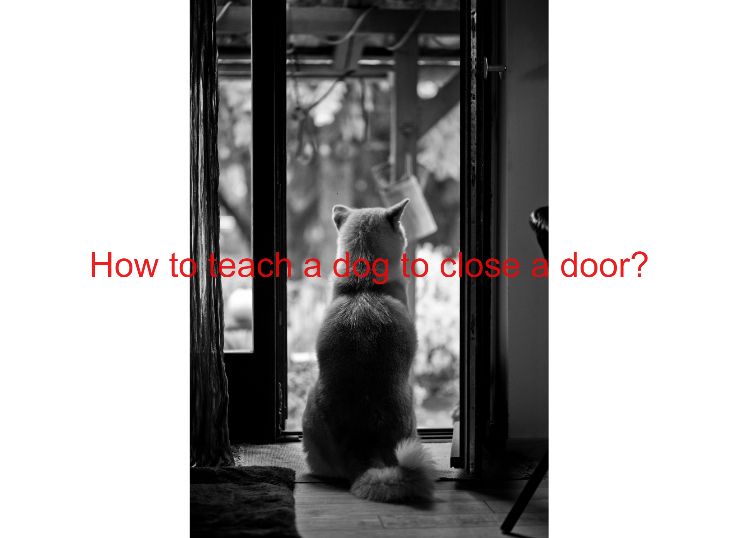 How to Teach a Dog to Close a Door [3 Best Methods] Animal Pedias