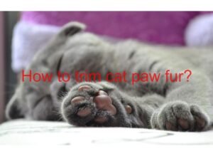 how to trim cat paw fur
