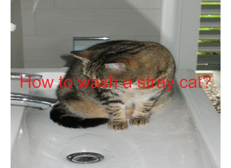 How to Wash a Stray Cat: 4 Steps