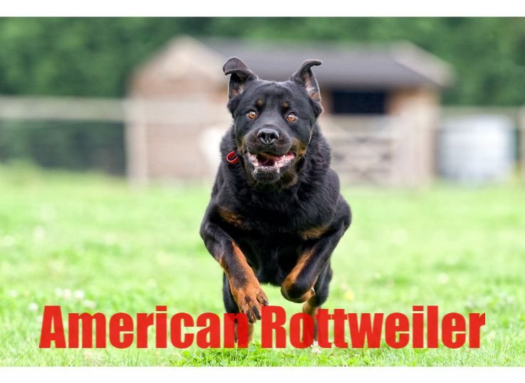 American Rottweiler