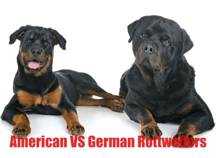 American VS German Rottweilers: Ultimate Guide in 2024