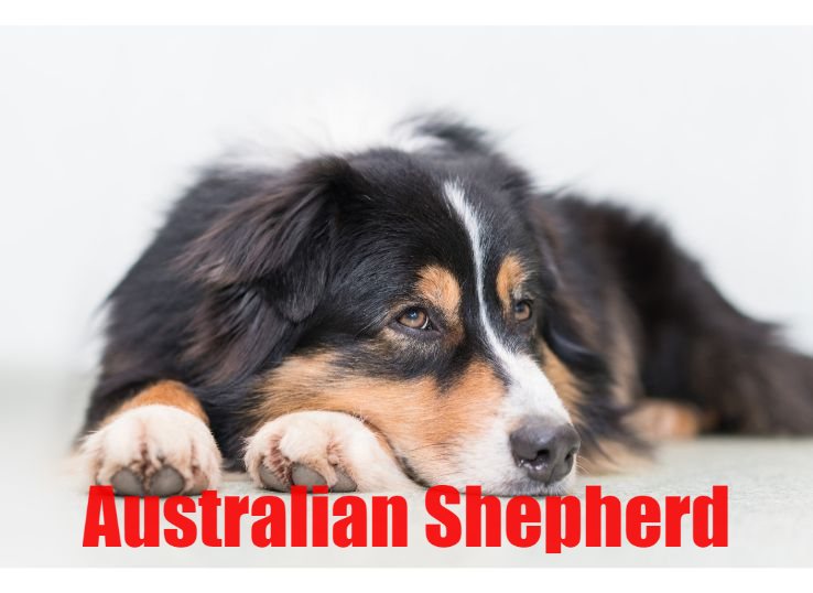 Australian Shepherd