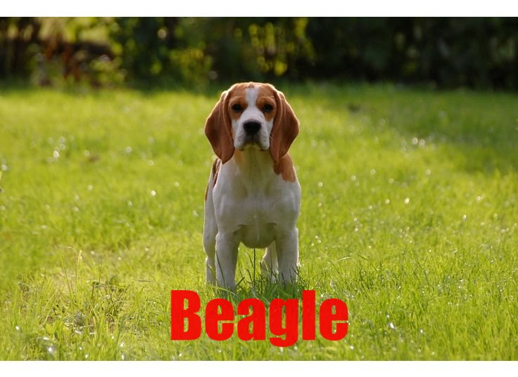 Beagle