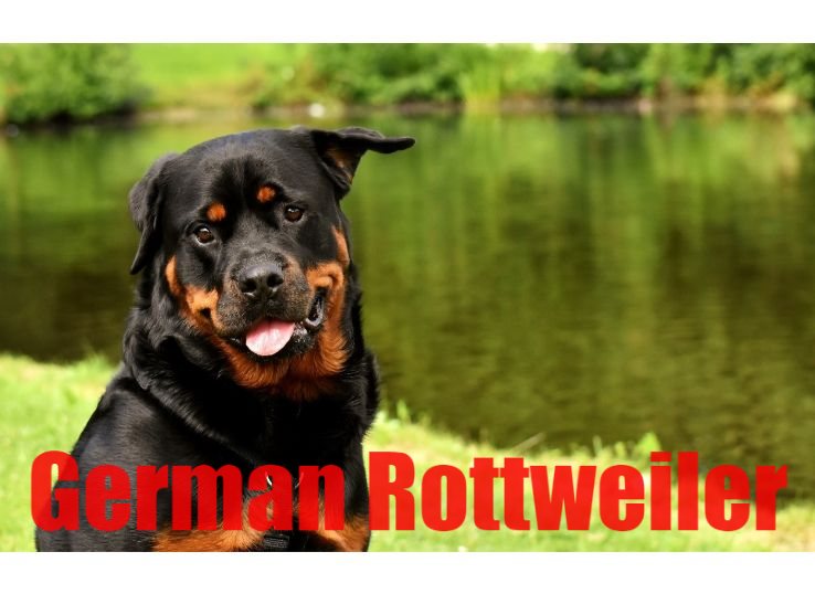 German Rottweiler