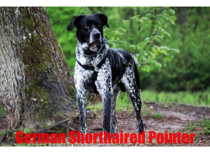 German Shorthaired Pointer