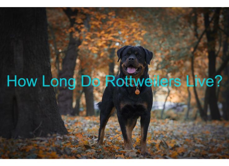 How long do Rottweilers live