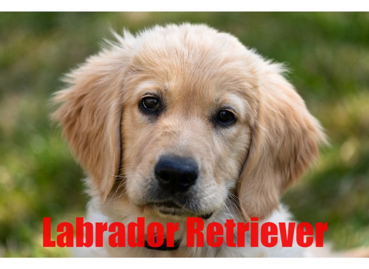 Labrador Retriever