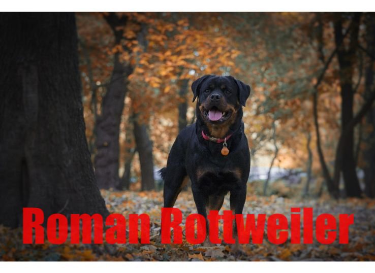 Roman Rottweiler