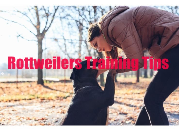 Rottweilers training tips