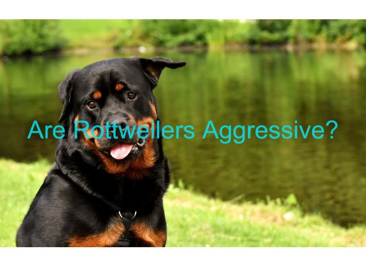 are Rottweilers aggressive