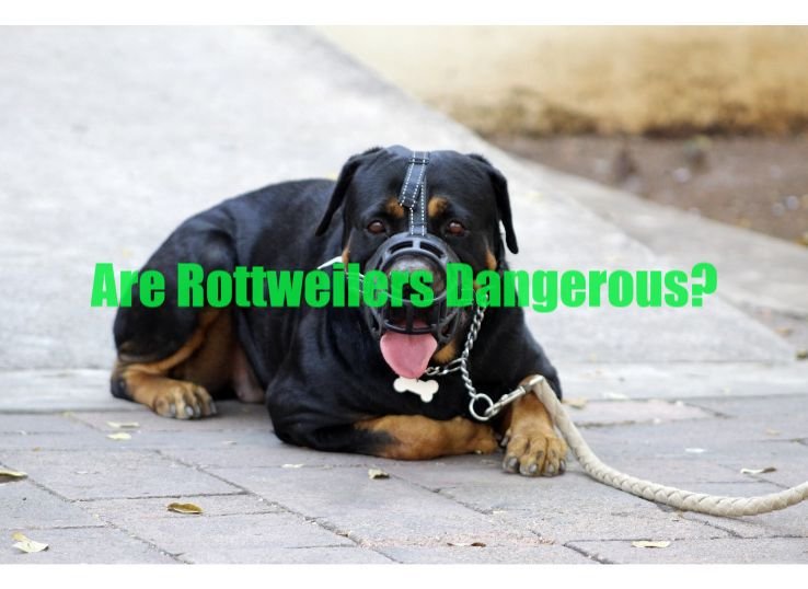 are Rottweilers dangerous