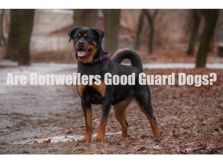 are Rottweilers good guard dogs