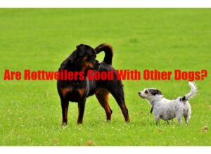 Are Rottweilers good with other dogs? Latest Information - Animal Pedias