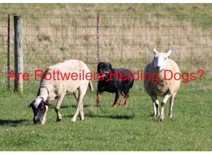 Are Rottweilers herding dogs? Complete Guide in 2024