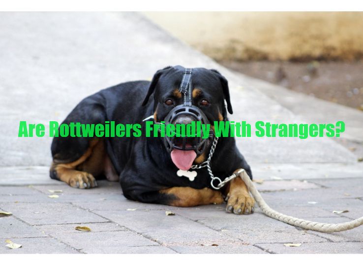 Are Rottweilers Friendly with Strangers?  Complete Information