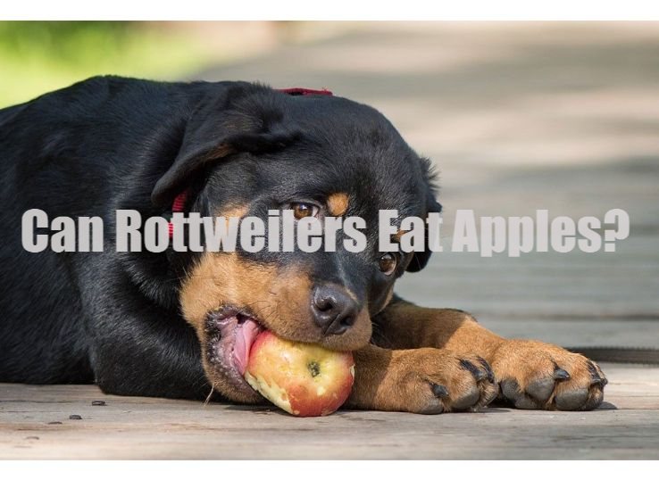 can Rottweilers eat apples