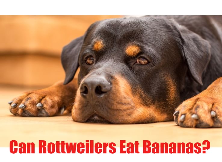 can Rottweilers eat bananas