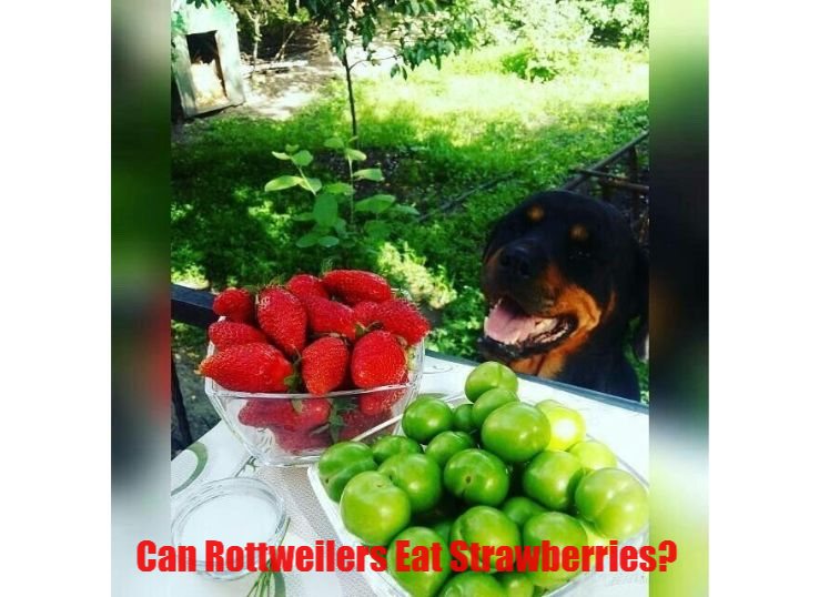 can Rottweilers eat strawberries