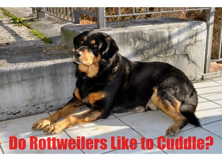 Do Rottweilers like to cuddle? (Complete Guide)