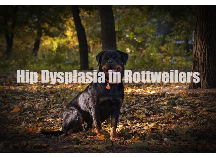 Hip Dysplasia in Rottweilers: Everything You Need to Know
