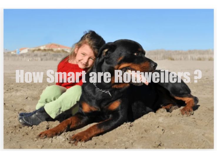How Smart are Rottweilers? Latest Guide in 2024