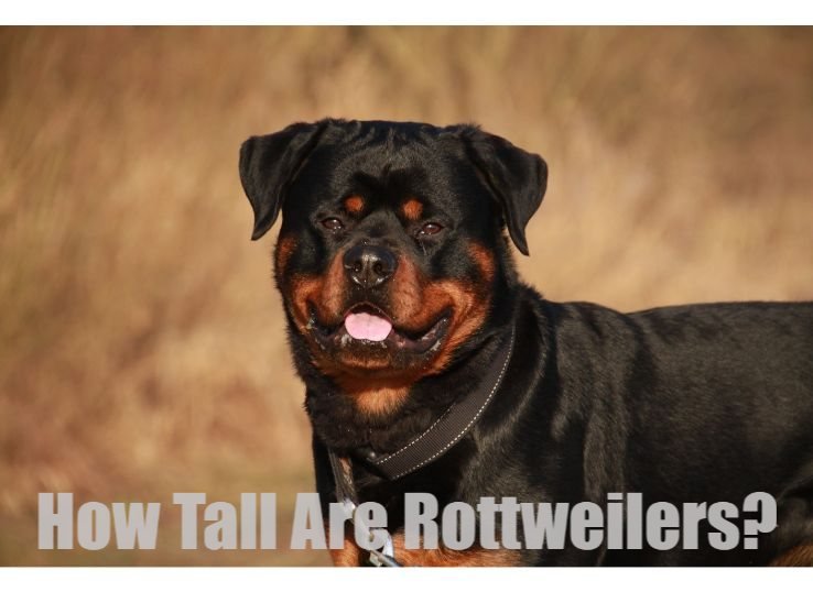 How tall are Rottweilers? 4 Factors Affecting Rottweilers Height?