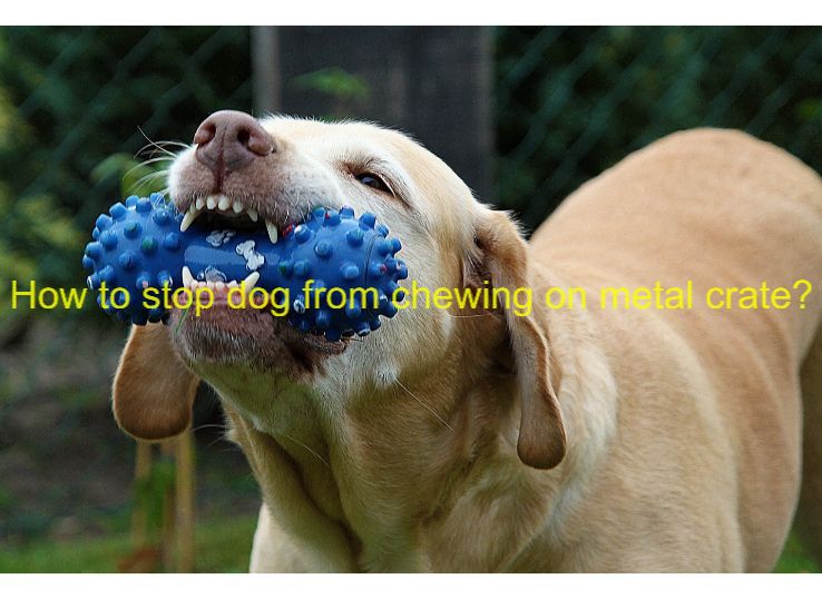 How to Stop Dog From Chewing on Metal Crate? 6 Steps - Animal Pedias