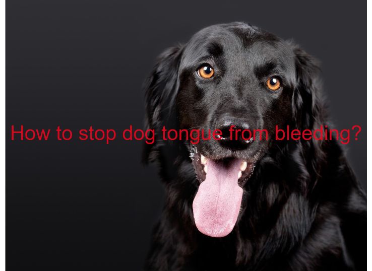 How to Stop Dog Tongue from Bleeding? Latest Guide